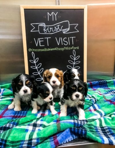 Cavalier Puppies First Vet Visit