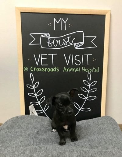 Puppy at First Vet Visit