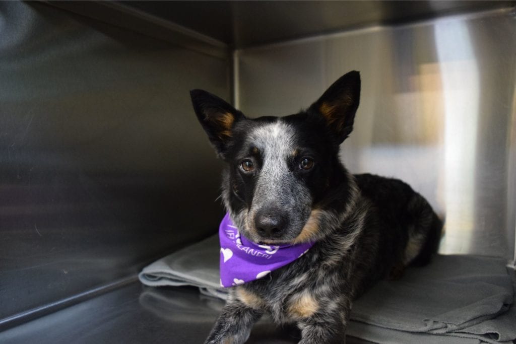 Pet Boarding in Oxford, MS 38655 Crossroads Animal Hospital