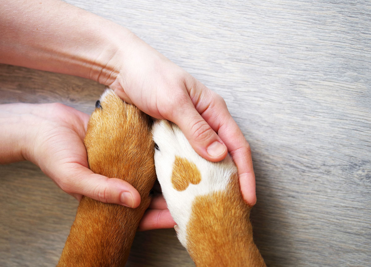 Veterinary euthanasia in oxford ms 38655 crossroads animal hospital