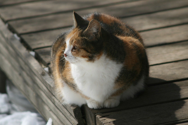 A Cat’s Guide to Weight Loss